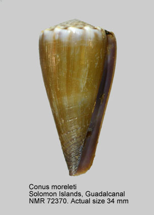 Conus moreleti.jpg - Conus moreletiCrosse,1858